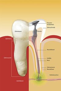 Zahnwurzel